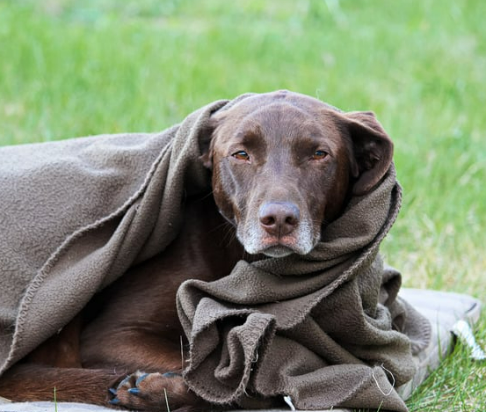 강아지 떠는 이유 6가지&amp;#44; 단순히 추워서가 아닙니다