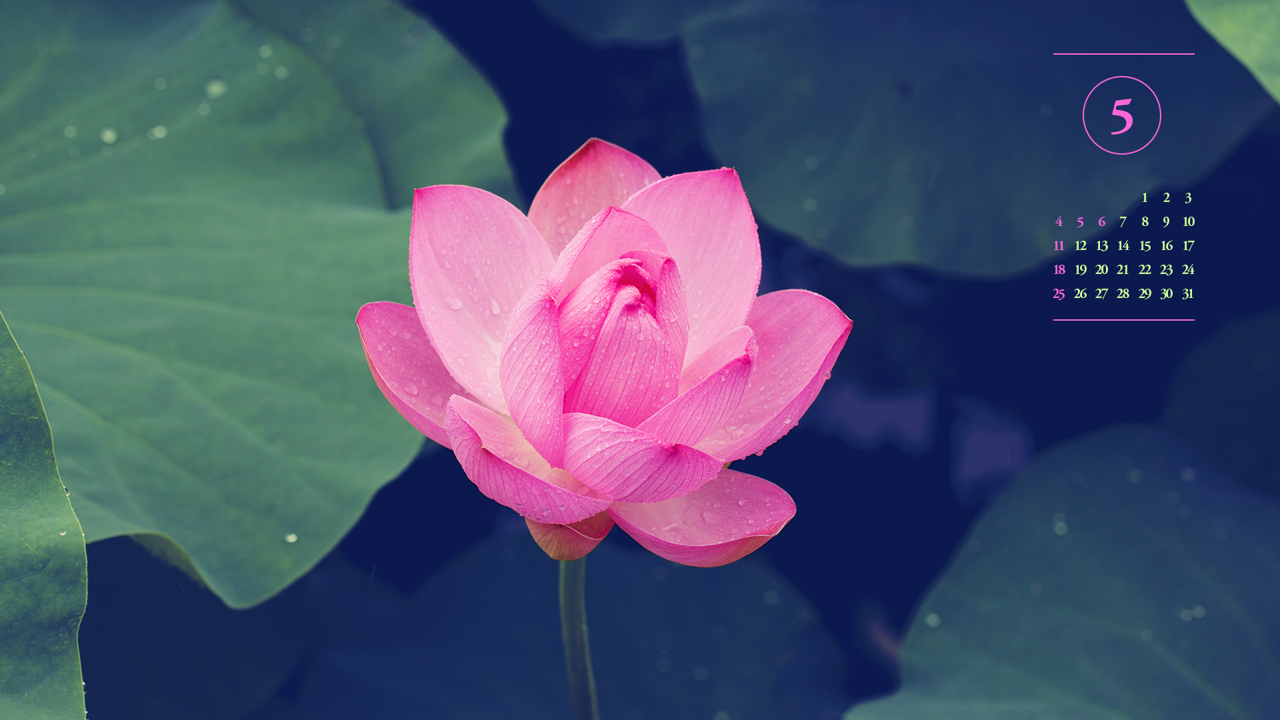 06 연꽃 A - 2025년5월 노트북배경화면