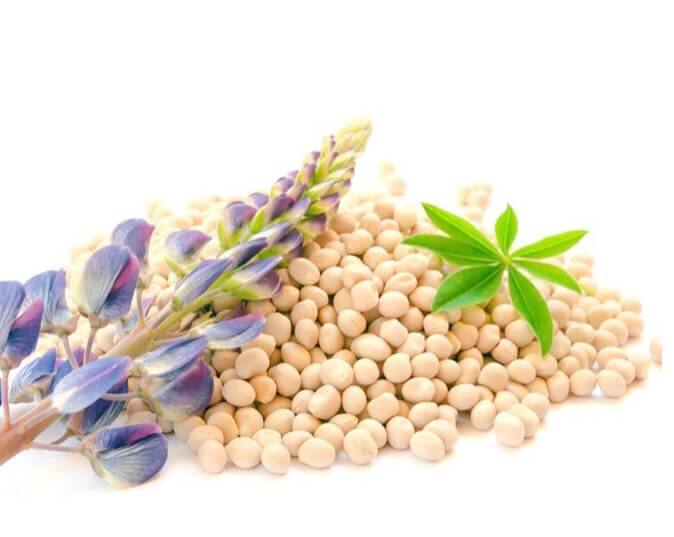 천연인슐린 루핀콩