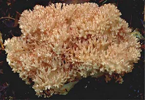 싸리버섯 효능 종류 채취시기 제철 손질법 요리법싸리 보관방법 정리_2