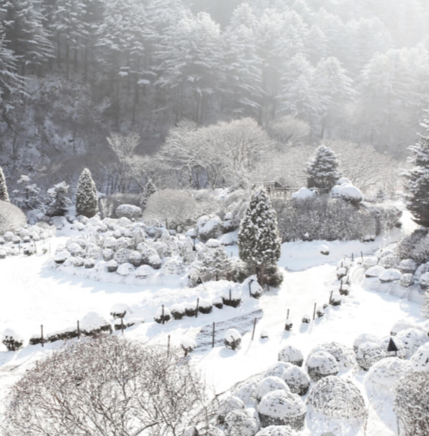 아침고요수목원의 눈 덮인 정원, 하얀 눈으로 덮인 나무와 산책로. 겨울의 고요한 자연 풍경