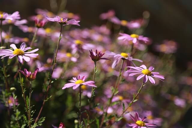 구절초 효능 꽃 꽃말