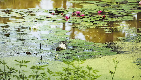양평 세미원 연꽃