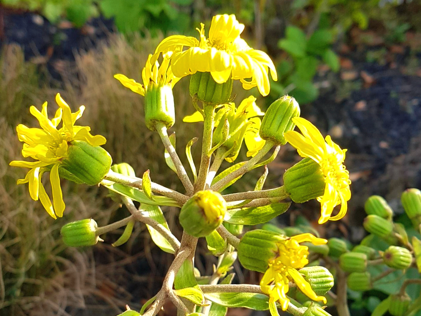 털머위를 그늘 식물로만 생각했다가 생긴 오해|잎이 먼저 알려준 경고