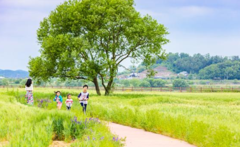 함안 강나루생태공원 작약·청보리 관련 사진