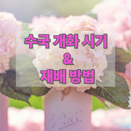 수국 - 이름 유래, 개화 시기, 생태 특징, 재배 방법