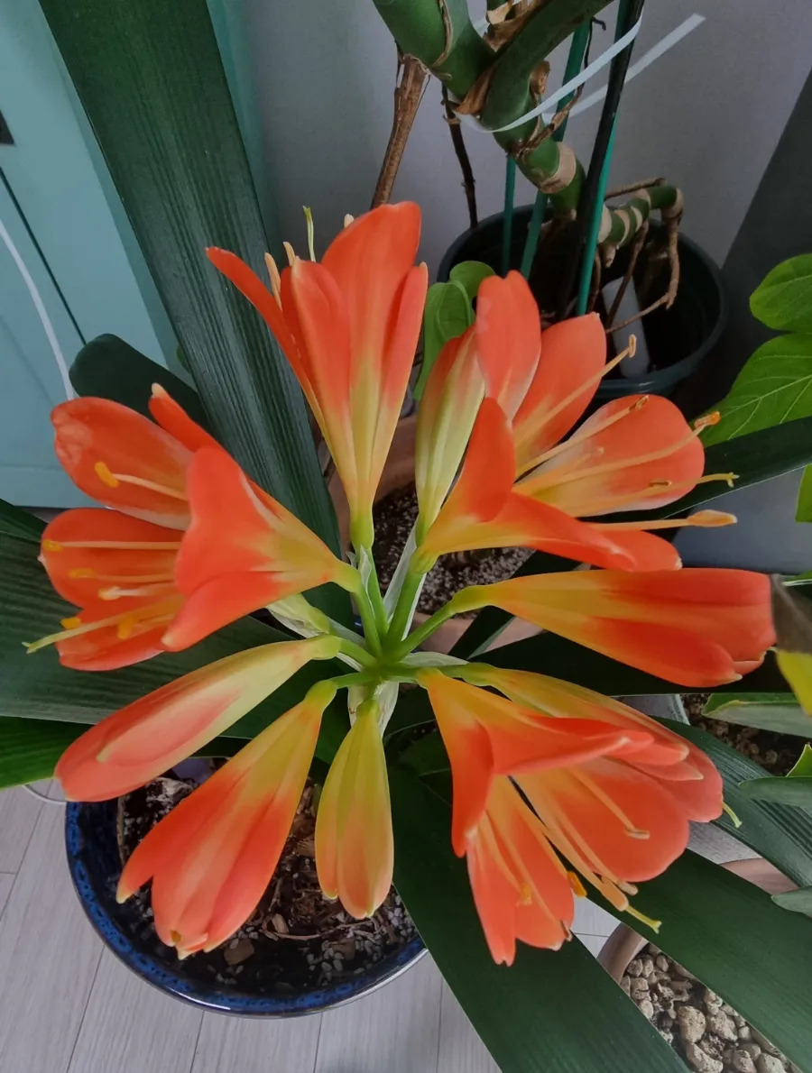 군자란 꽃 피우기 방법