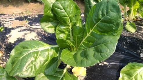 근대-청근대-백경-효능