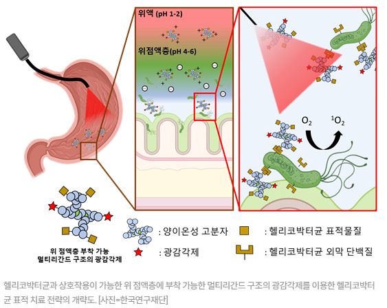 헬리코박터 제균 치료와 골다공증 예방의 관계 관련 이미지