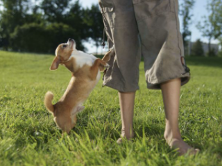 여자 주인의 다리에 마운팅하는 강아지 사진
