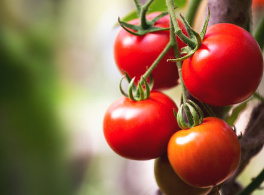 개가 토마토를 먹어도 괜찮은가