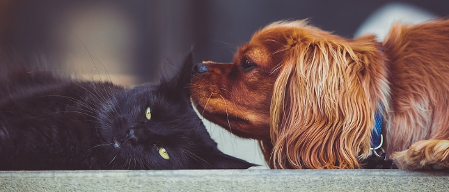 강아지와 고양이가 같이 있는 이미지