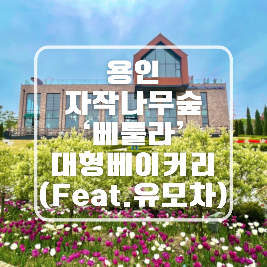 용인 자작나무숲 베툴라 대형 베이커피 카페