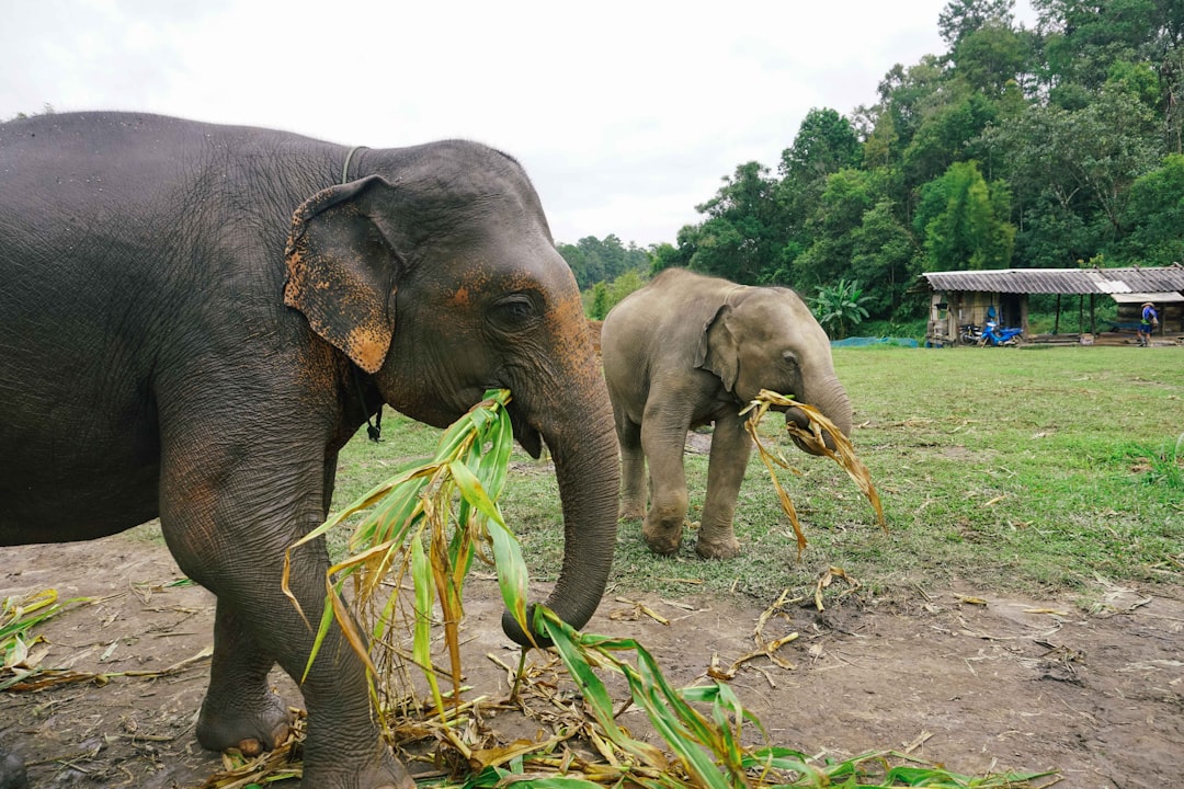 Elephant.