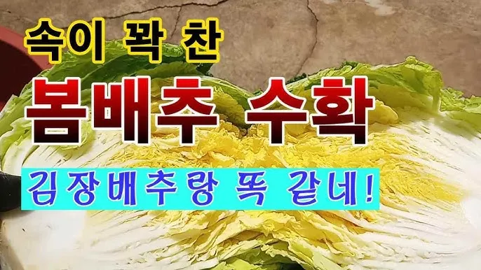 김장 배추 재배 파종 모종 웃거름 결구 수확 타이밍_6