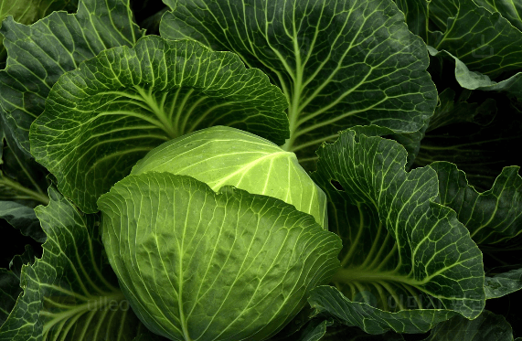 양배추 싱싱 보관 노하우