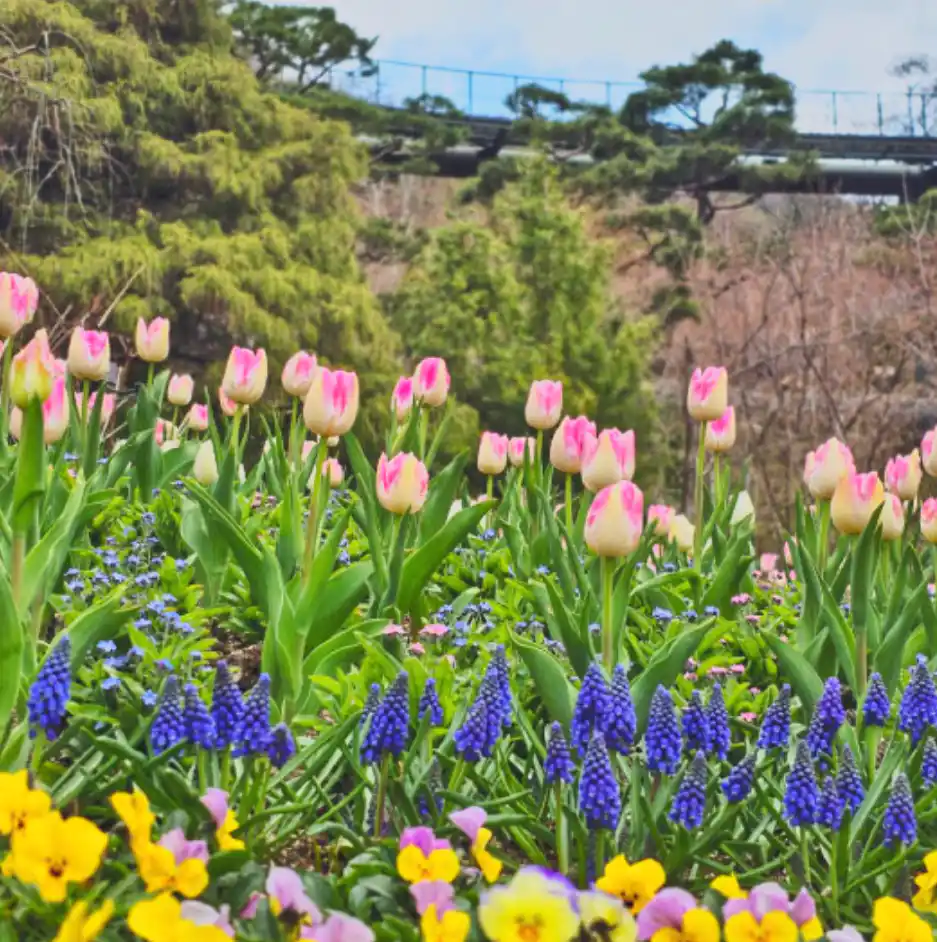 화담숲 모노레일 예약
