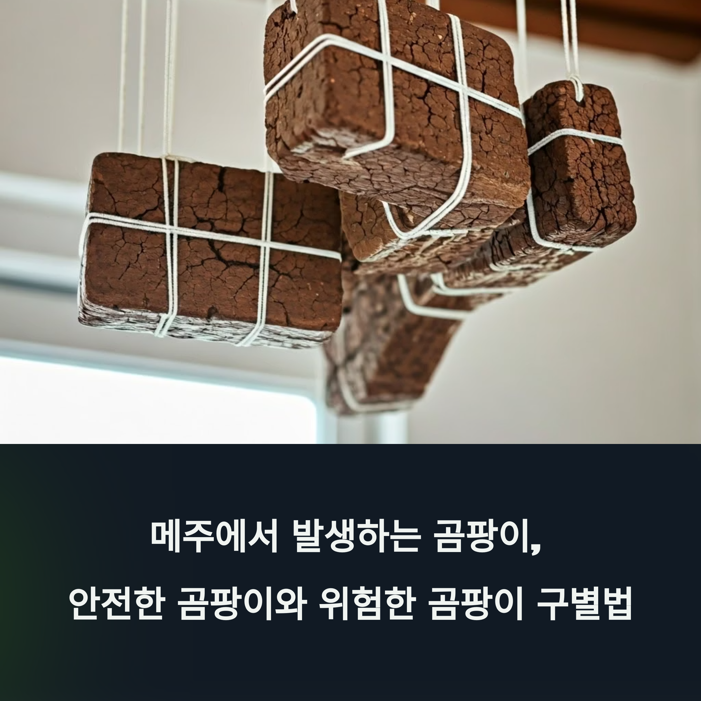메주에서 발생하는 곰팡이, 안전한 곰팡이와 위험한 곰팡이 구별법
