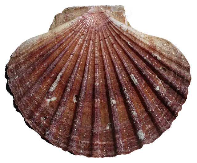 가리비 요리 10가지 황금레시피_3