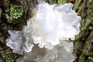 흰목이버섯효과3