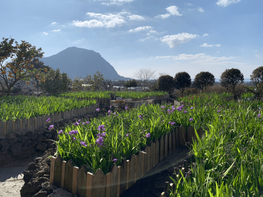 제주도 4월 축제 일정 총정리