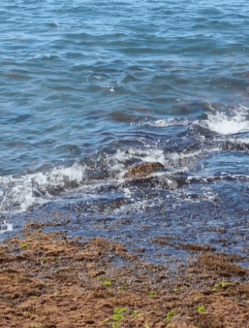 라니아케아비치작은거북이