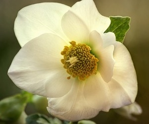 크리스마스 로즈 12월부터 실내에서 피는 꽃