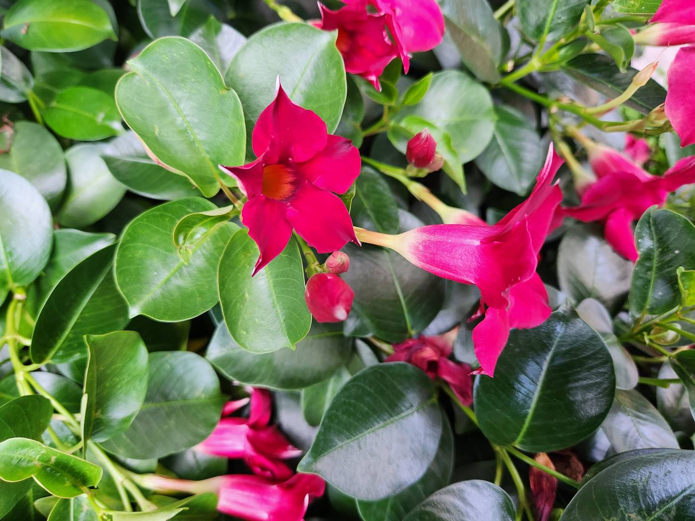 만데빌라 Mandevilla