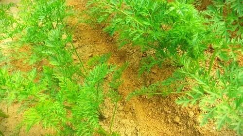 당근-키우기-웃거름주기-웃거름-시기-방법