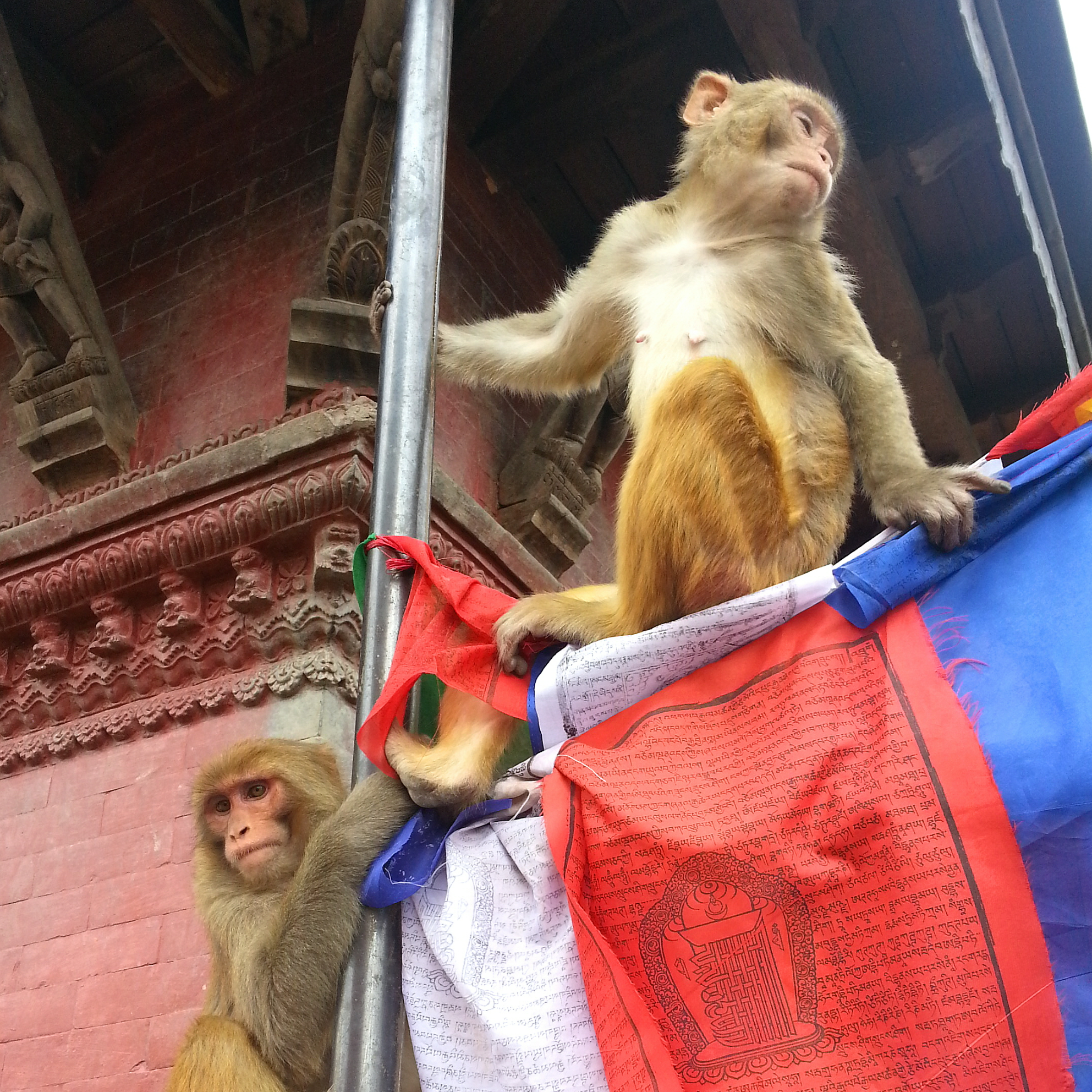 몽키템플의 원숭이