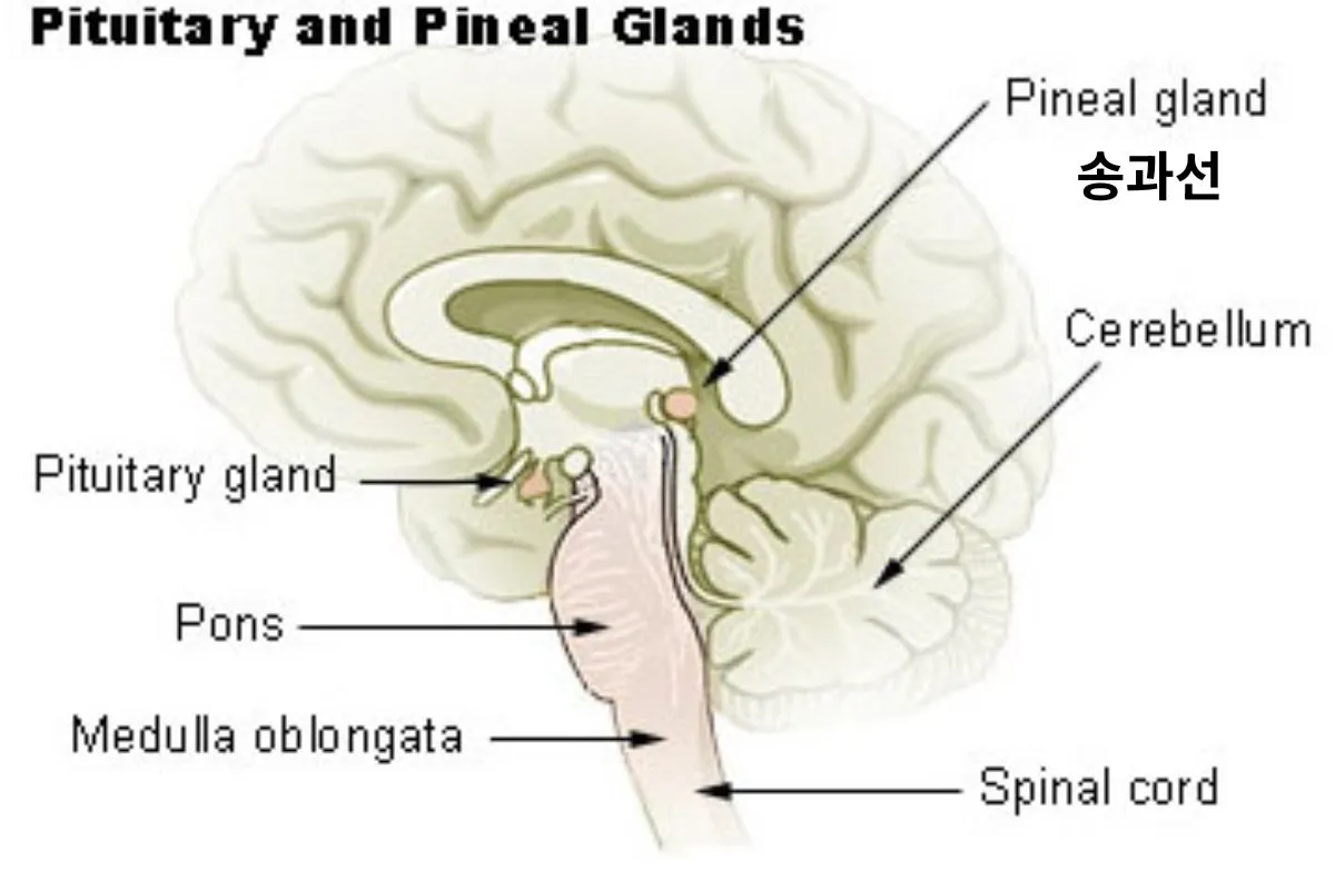 뇌 단면 모식도에서 송과선(pineal gland)과 뇌하수체(pituitary gland) 위치를 표시한 이미지