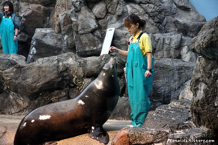 가이유칸 수족관