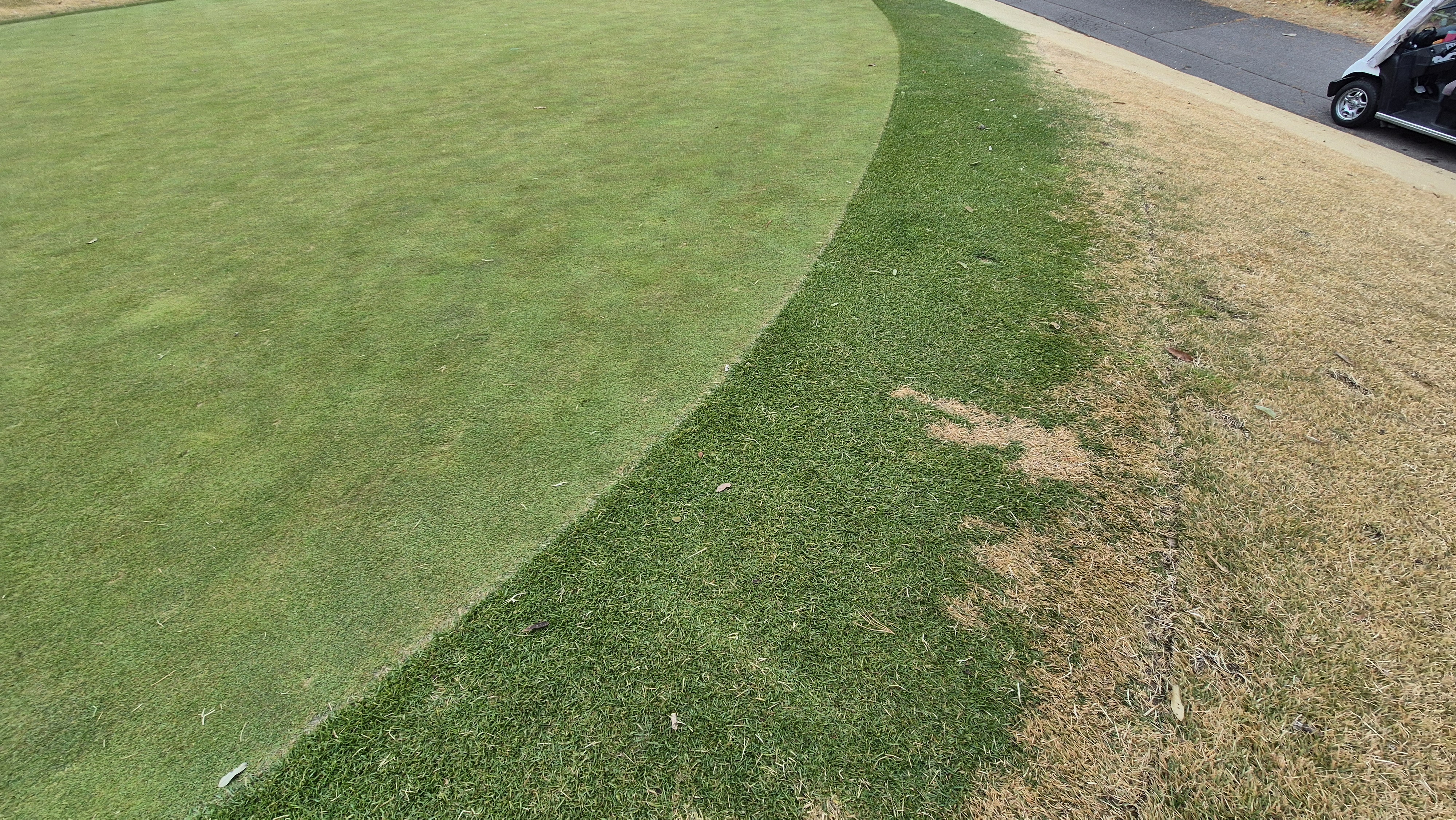 올데이 떼제베cc 가람-누리(서-남) 그린관리상태