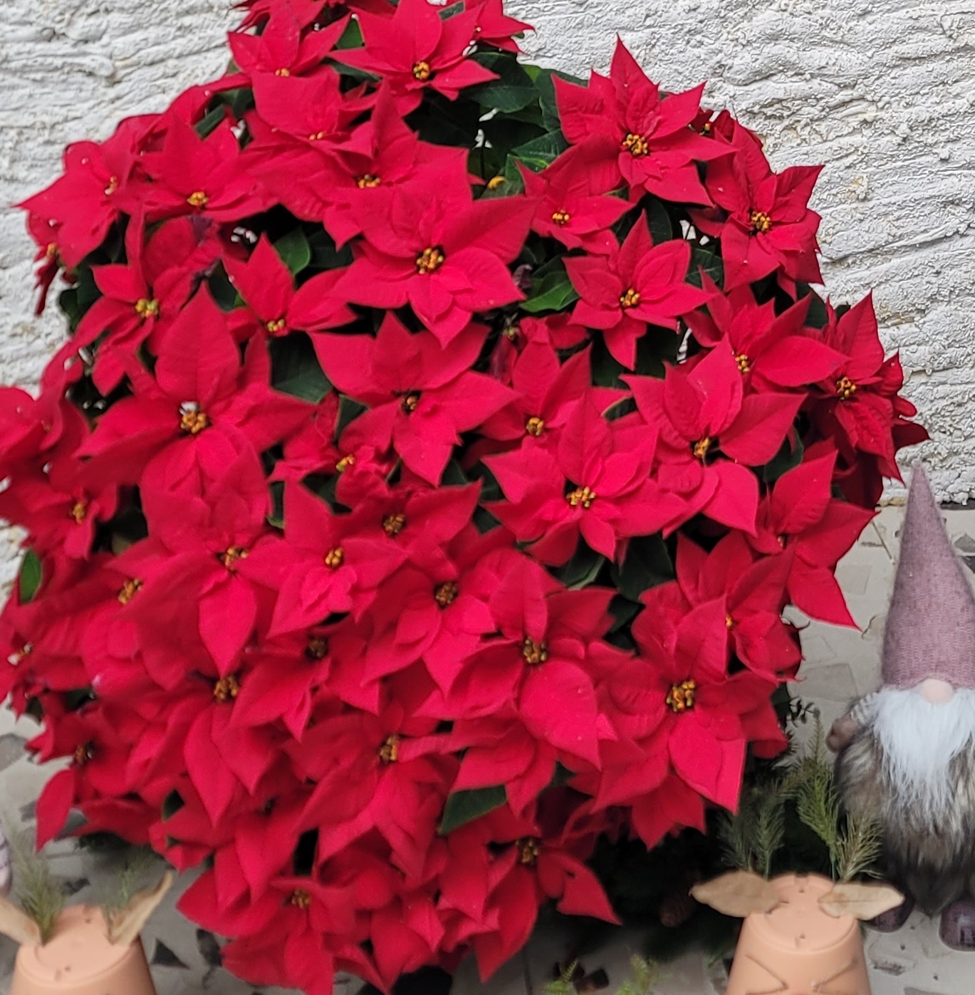 꽃 오래보관하는법