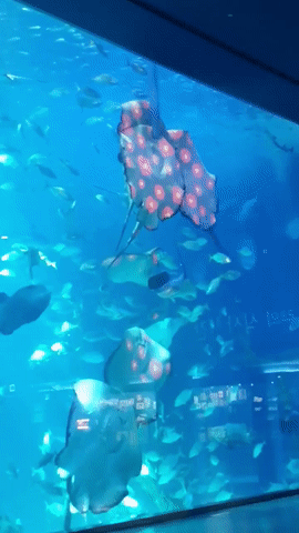 가오리