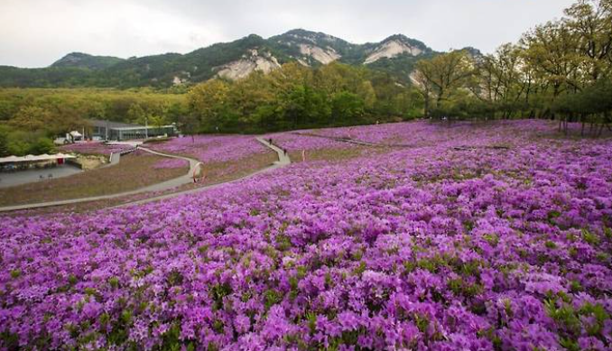 서울-불암산-철쭉제-1