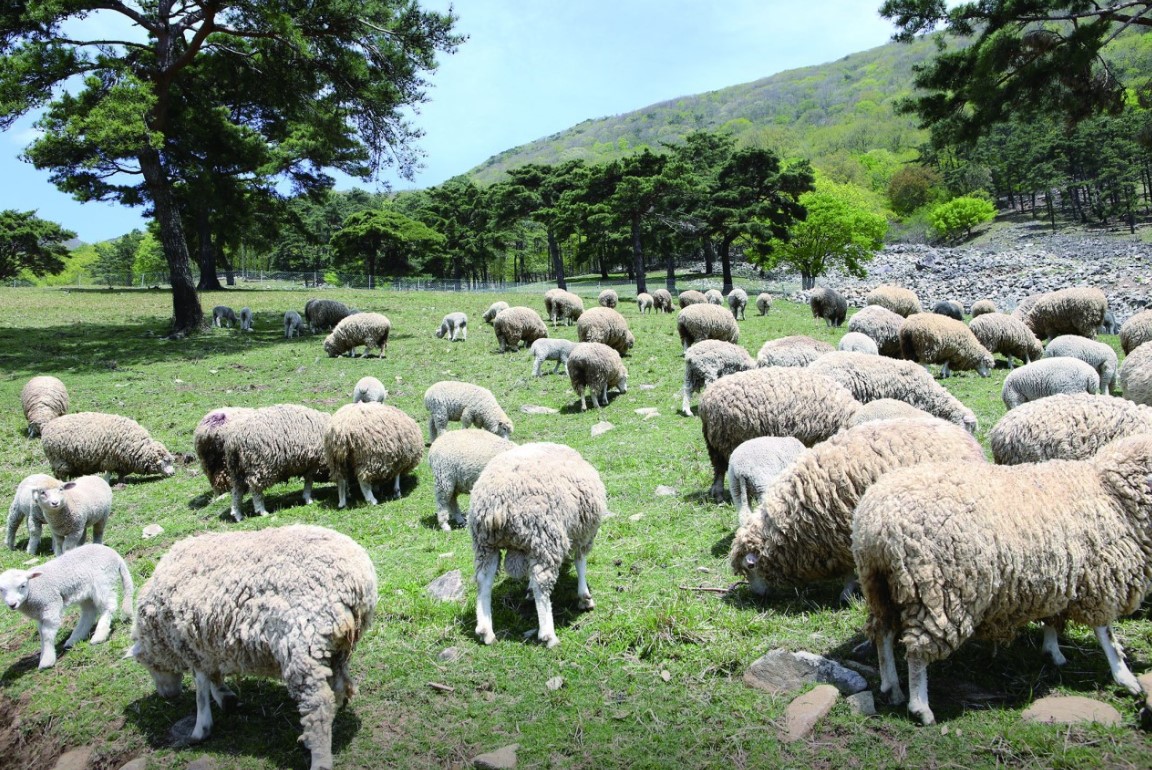 무등산 양떼 목장(9)
