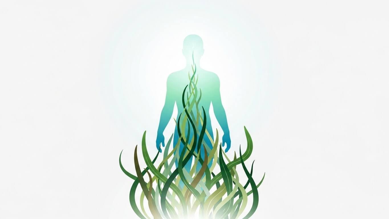 결론: 바다에서 온 항산화 식품, 해조류