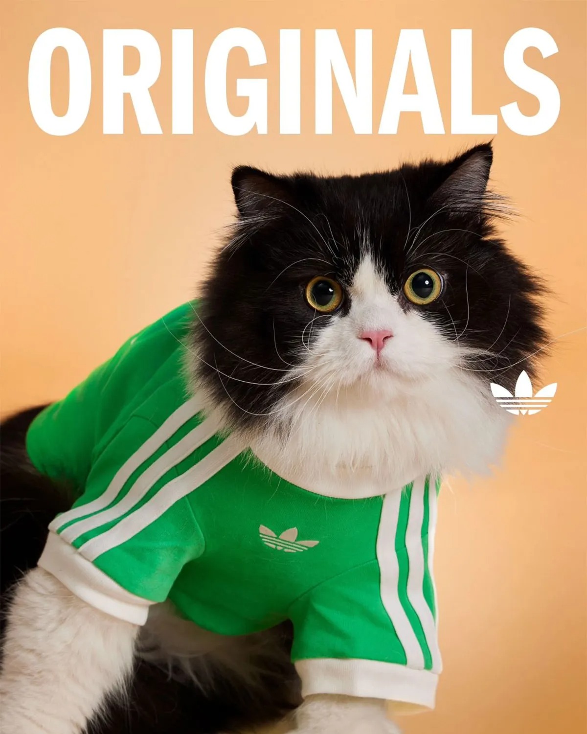 adidas Originals Is Dropping Apparel And Accessories For Pets