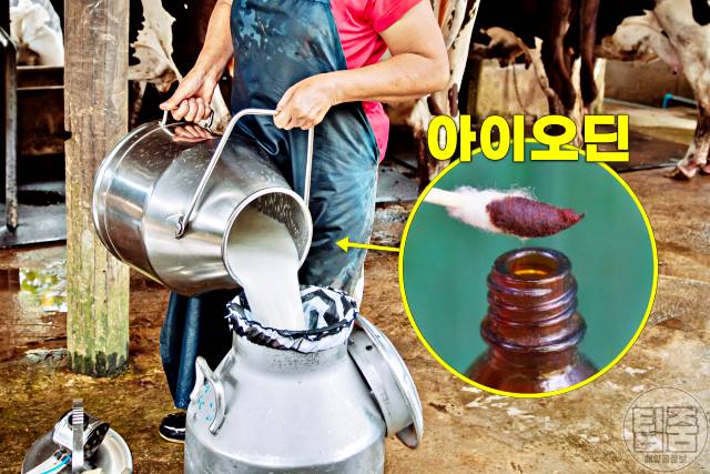 우유 끊으면 우유끊기 갑상선