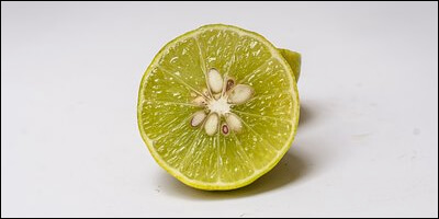 씨앗이 잔뜩 있는 라임 단면