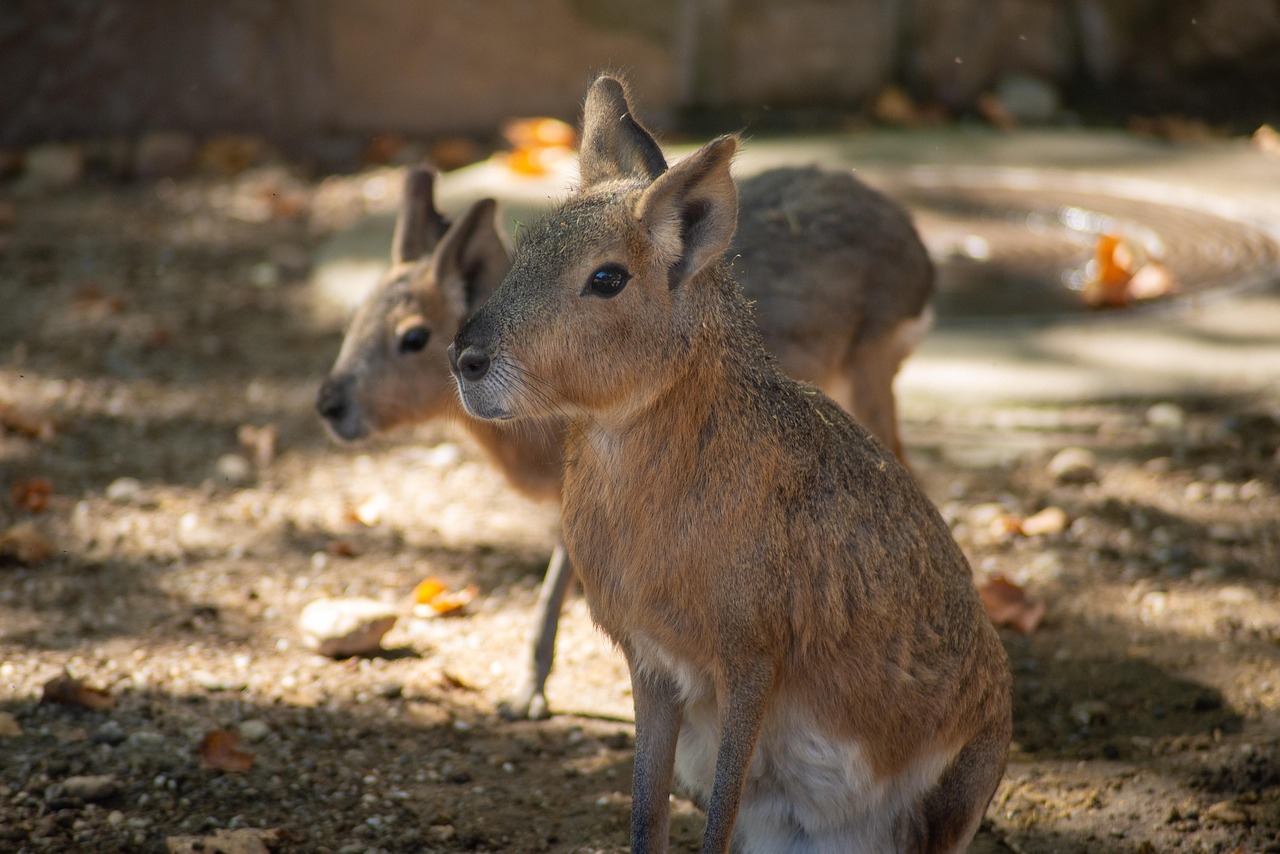 마라(Patagona Mara) 두 마리가 햇살 아래서 주변을 살피며 쉬는 모습