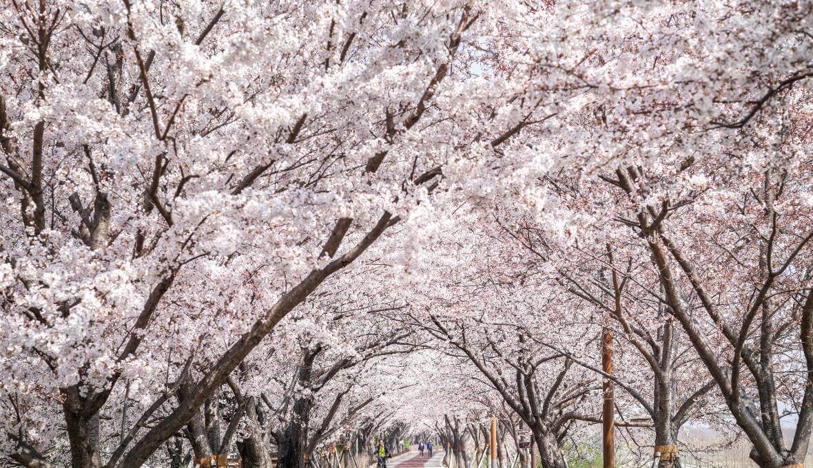 삼락 벚꽃길