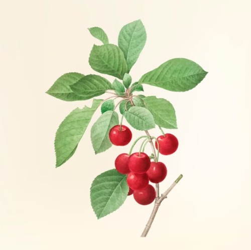 폐건강에 좋은음식