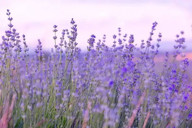 고성 라벤더 축제 하늬라벤더팜
