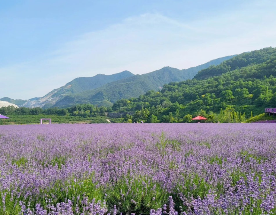 동해 무릉별유천지 라벤더