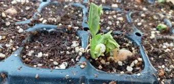 잠두콩 재배 저온 발아 지주 설치 꼬투리 관리_12