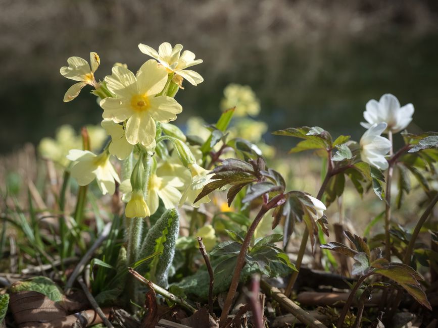 Vibrant close-up of yellow primroses blossoming in a natural spring setting.
