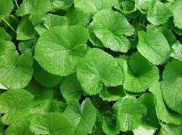 봄철 산나물의 여왕, 곰취! 곰취 효능부터 아이와 함께하는 요리까지 완벽 가이드