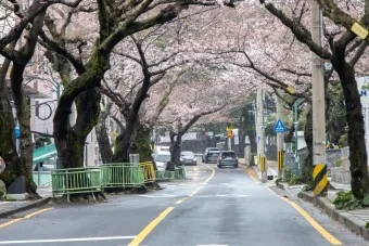 제주 벚꽃 명소 추천 아무도 모르는 명소_18